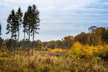 Złocisty jesienny las