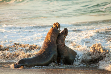 male elephant seals fight over territory and female harem, Piedras Blancas Elephant Seal Colony,...