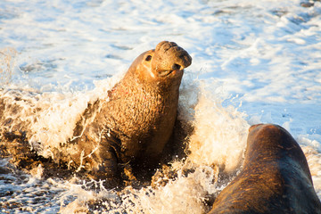 male elephant seals fight over territory and female harem, Piedras Blancas Elephant Seal Colony, near San Simeon, California
