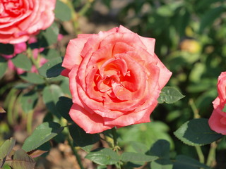 Rot/rosa Rose im Garten