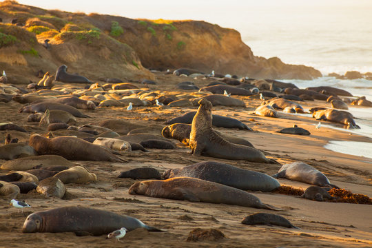 male elephant seal announcing his territorry, Piedras Blancas Elephant Seal Colony, near San Simeon, California