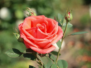Rote Rose im Garten