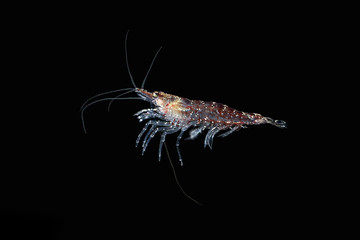 Krill. Red shrimp.