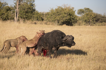 African Lions killing a Cape Buffalo in Savuti Botswana Africa