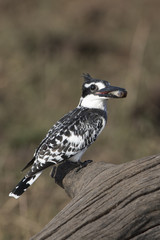 Pied Kingfisher on the CHobe River in Botswana Africa