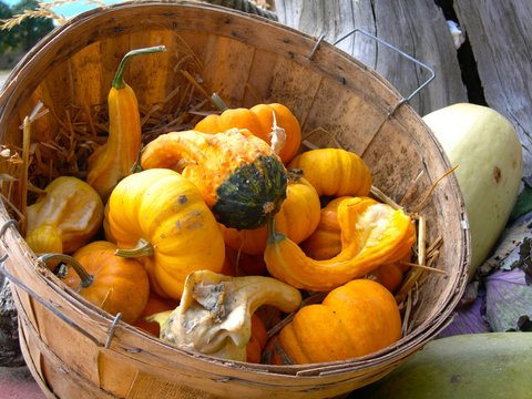 Citrouilles en vrac