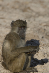 Chocma Baboons in Botswana Africa