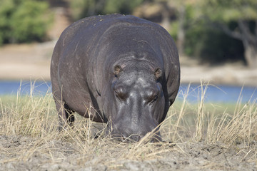 Hippo sleeping in Botswana Africa