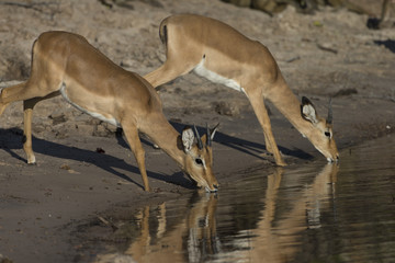Impalla drinking from the Chobe River in Botswana Africa
