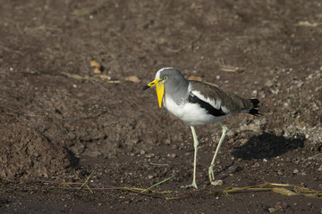  White-crowned lapwing on Chobe River in Botswana Africa