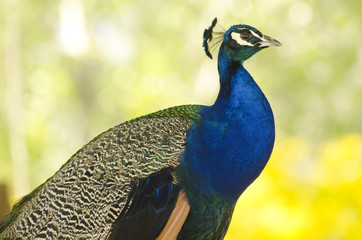 Fototapeta premium peacock, bird, feathers