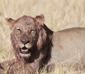 Lion resting in Savuti Botswana after buffalo kill