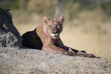 African Lion after Buffalo kill in Savuti Botswana Africa