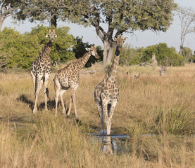 Angolian Giraffe in Savuti Botswana