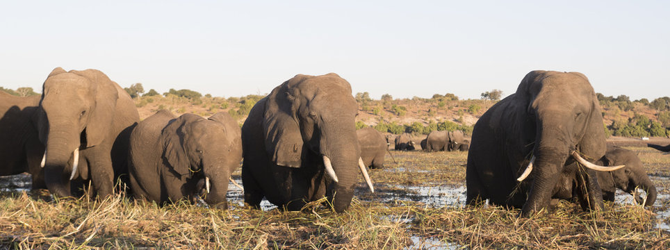 Pano of African Elepants on the Chobe River in Botswana Africa