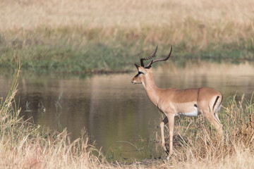 Naklejka na ściany i meble Male Impala on River in Botswana Africa