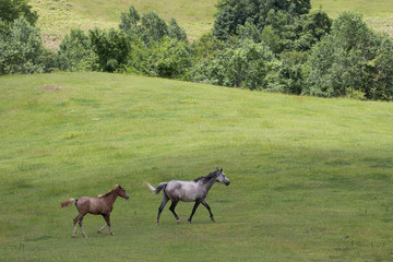北海道の馬