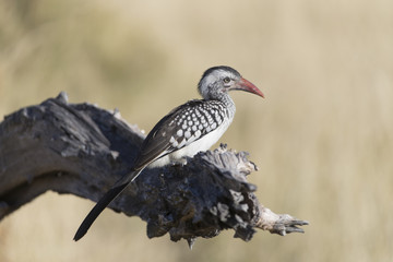 Red-Billed Hornbill in Moremi Botswana