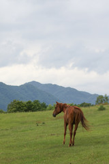 Fototapeta na wymiar 北海道の馬