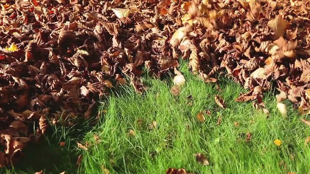 Leaf blower in action, clean up dry leaves from a grass