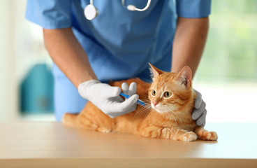 Veterinarian doctor vaccinating cat at a vet clinic