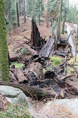 Sequioa National Forest