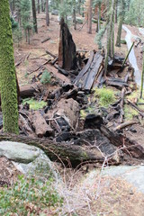 Sequioa National Forest