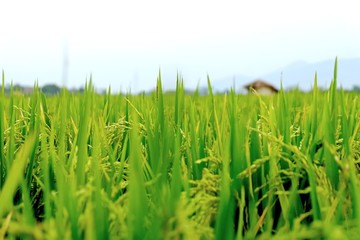 Close Up View Of green Rice Plants, with white background and blurry hut