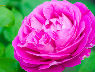 Pink purple blurred background