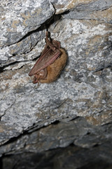 Sleeping Bat