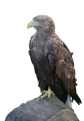 Степной орел сидит на камне на белом фоне