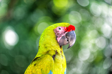 green and red ara parrot outdoor