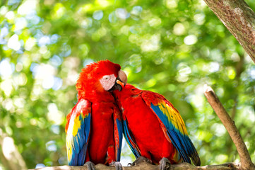 two red ara parrot outdoor