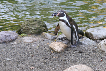 Humboldt Penguin,Spheniscus humboldti, walking by the water on gravel and boulder shore