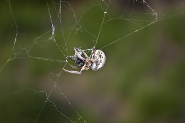 spider