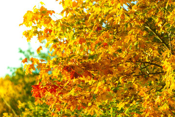 Yellow autumn leaves, fall branches