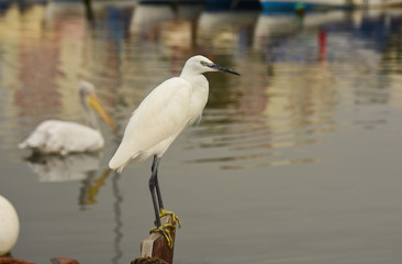   The Great Egret  ( Ardea alba ). White heron standing on a stump in marina. There is a pelican on the sea. 