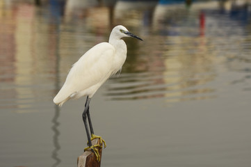 The Great Egret  ( Ardea alba ). White heron standing on a stump in marina.
