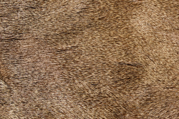 Mule Deer Fur
