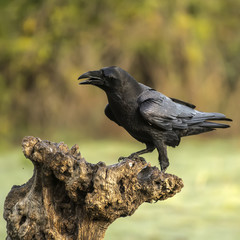 corvus corax, raven