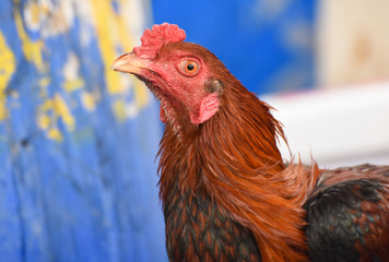 Head of rooster with red colour, closeup, isolated