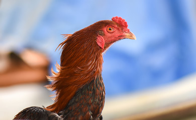 Head of rooster with red colour, closeup, isolated