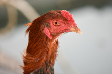 Head of rooster with red colour, closeup, isolated
