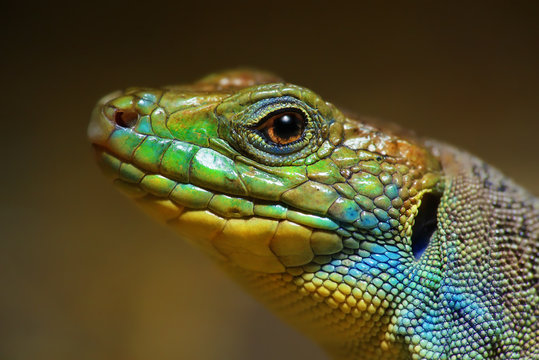  Timon lepidus, Lucertola Ocellata, Lagarto Ocelado, Female