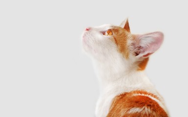 Cat looking up, with curiosity, hope,  admire with a sense of optimism