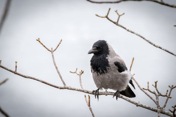 Hooded Crow