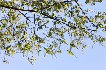 Flowering Branch