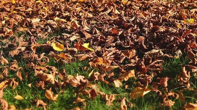Leaf blower in action, clean up dry leaves from a grass