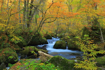 紅葉の奥入瀬渓流