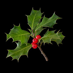 Wild holly with red berries on black.